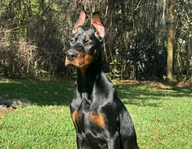 AKC Full Euro  Doberman Pinscher