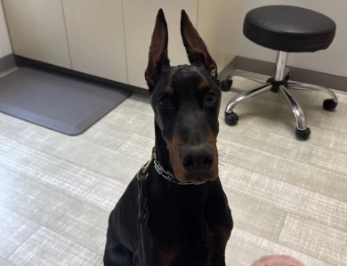AKC Full Euro  Doberman Pinscher