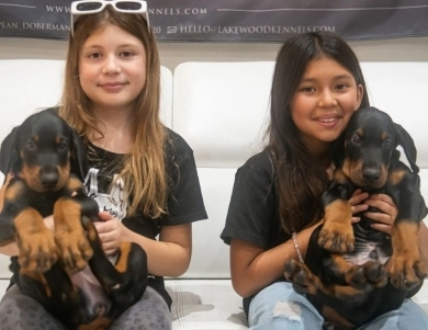 AKC Full Euro  Doberman Pinscher