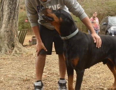 AKC Full Euro  Doberman Pinscher