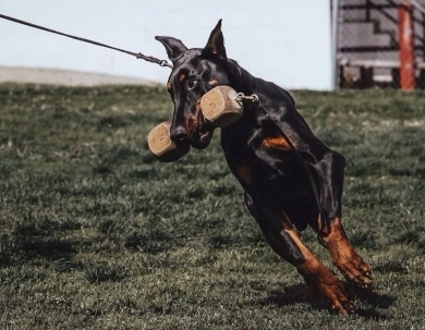 AKC Full Euro  Doberman Pinscher