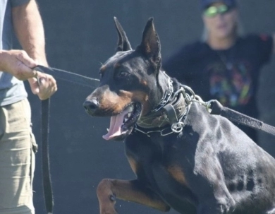 AKC Full Euro  Doberman Pinscher