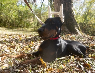 AKC Full Euro  Doberman Pinscher