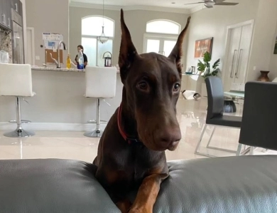 AKC Full Euro  Doberman Pinscher