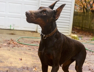 AKC Full Euro  Doberman Pinscher