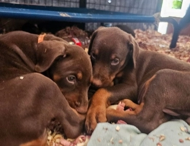 AKC Full Euro  Doberman Pinscher