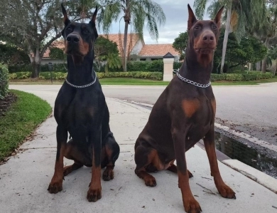 AKC Full Euro  Doberman Pinscher