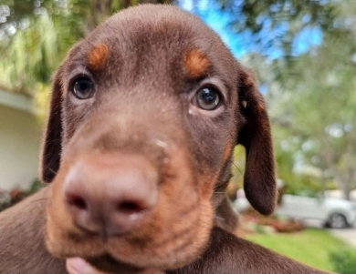 AKC Full Euro  Doberman Pinscher