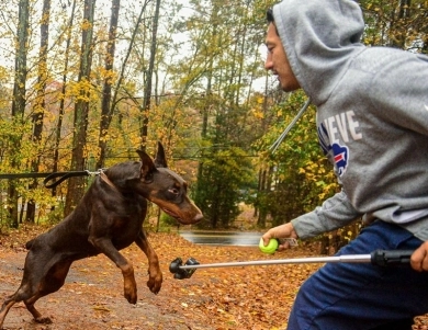 AKC Full Euro  Doberman Pinscher