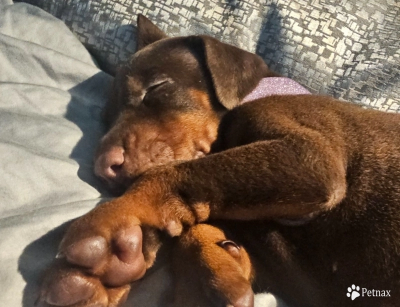 AKC Full Euro  Doberman Pinscher