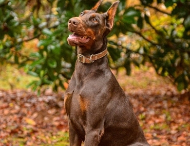 AKC Full Euro  Doberman Pinscher