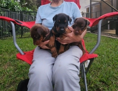 AKC Full Euro  Doberman Pinscher