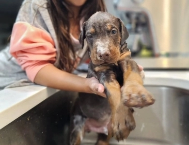 AKC Full Euro  Doberman Pinscher