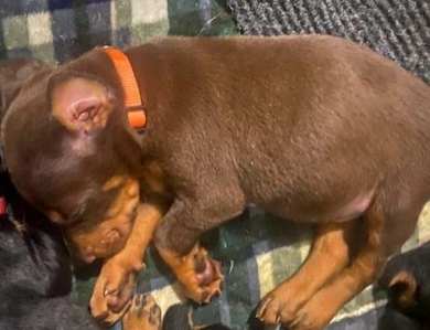 AKC Full Euro  Doberman Pinscher