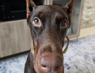 AKC Full Euro  Doberman Pinscher