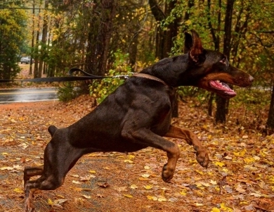 AKC Full Euro  Doberman Pinscher