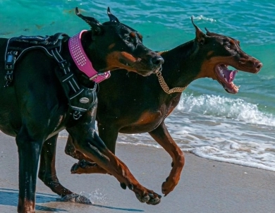 AKC Full Euro  Doberman Pinscher