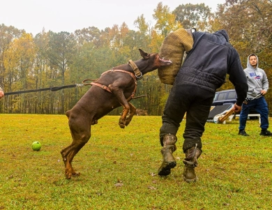 AKC Full Euro  Doberman Pinscher