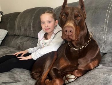 AKC Full Euro  Doberman Pinscher