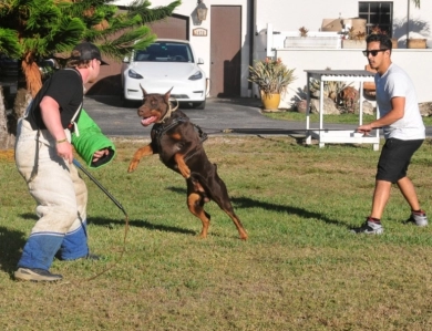 AKC Full Euro  Doberman Pinscher