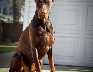 AKC Full Euro  Doberman Pinscher