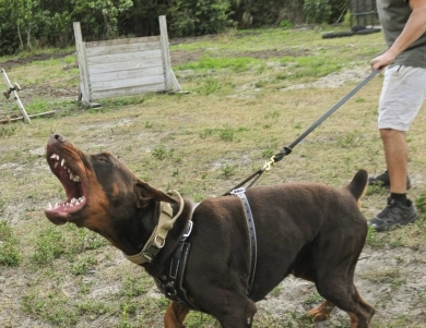 AKC Full Euro  Doberman Pinscher