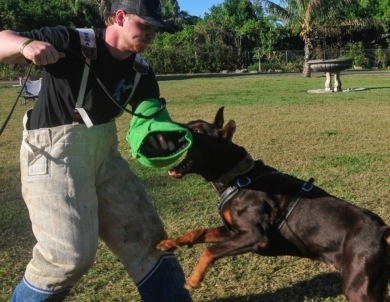 AKC Full Euro  Doberman Pinscher