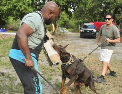 AKC Full Euro  Doberman Pinscher