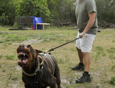 AKC Full Euro  Doberman Pinscher