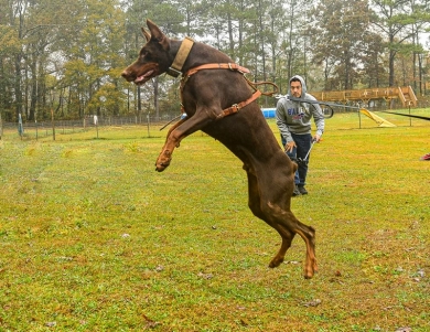 AKC Full Euro  Doberman Pinscher