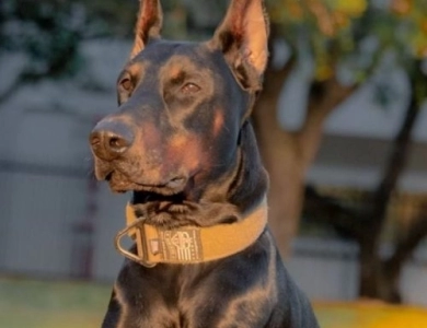 DBL Hearts Sharp Shooting Caliber Doberman Pinscher
