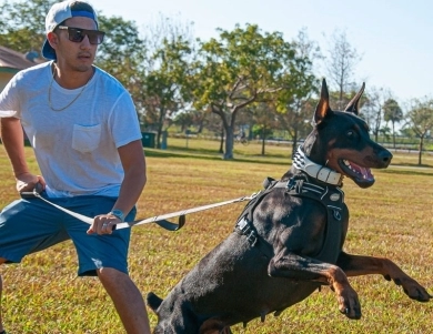 AKC Full Euro  Doberman Pinscher