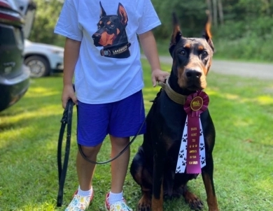 AKC Full Euro  Doberman Pinscher