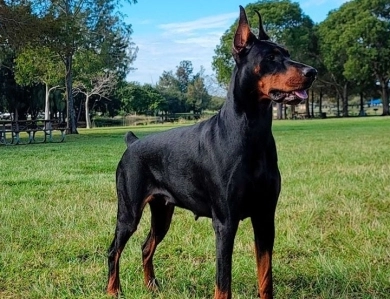 AKC Full Euro  Doberman Pinscher