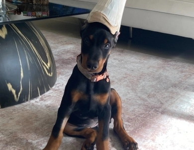 AKC Full Euro  Doberman Pinscher
