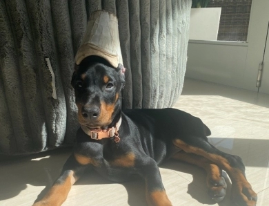 AKC Full Euro  Doberman Pinscher