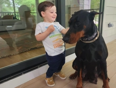 AKC Full Euro  Doberman Pinscher