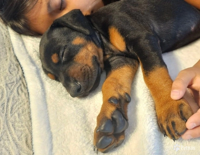 AKC Full Euro  Doberman Pinscher
