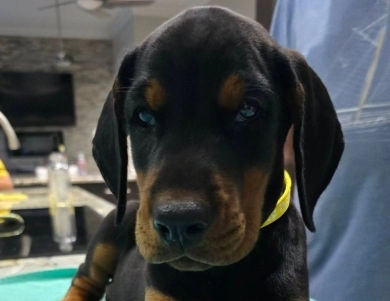 AKC Full Euro  Doberman Pinscher