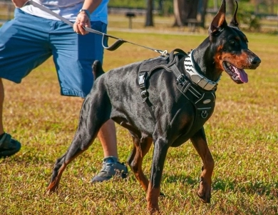 AKC Full Euro  Doberman Pinscher