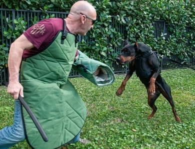 AKC Full Euro  Doberman Pinscher