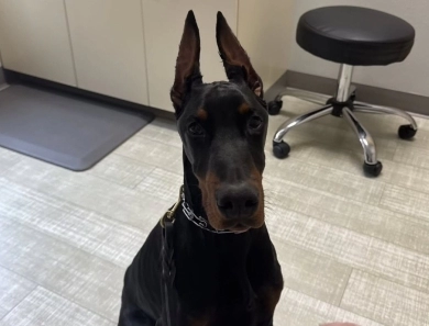 AKC Full Euro  Doberman Pinscher