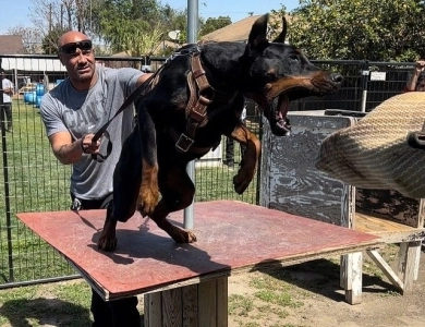 AKC Full Euro  Doberman Pinscher