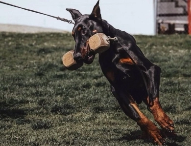 AKC Full Euro  Doberman Pinscher