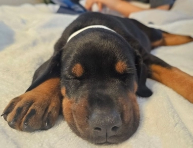 AKC Full Euro  Doberman Pinscher