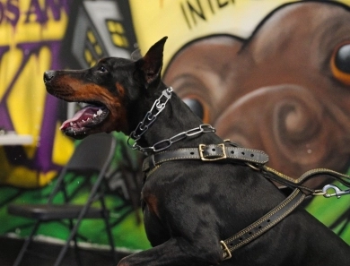 AKC Full Euro  Doberman Pinscher