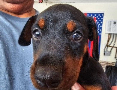 AKC Full Euro  Doberman Pinscher