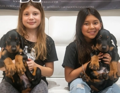 AKC Full Euro  Doberman Pinscher