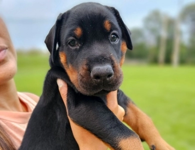AKC Full Euro  Doberman Pinscher