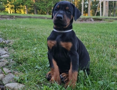 AKC Full Euro  Doberman Pinscher